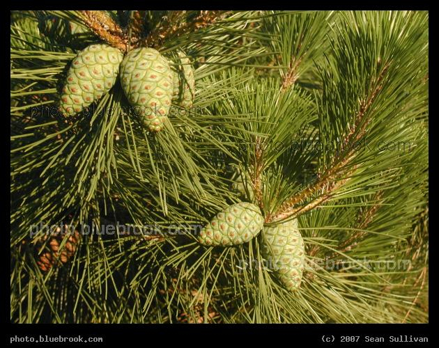 Green Pine Cones - Pine cones on a small tree in Malden, MA