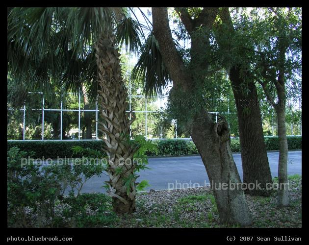 Melbourne Reflection - Trees adjacent to an office building in Melbourne, FL