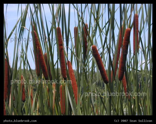 Newton Cattails - Cat tails at the Webster Conservation Area, Newton MA