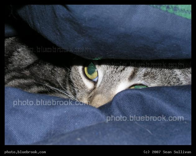 Eyes Under Blue - Bella peering out from a hiding spot between folds in a sleeping bag