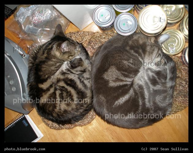 Double Swirl - Two cats sleeping on the kitchen table - Bella on the left, Fern on the right