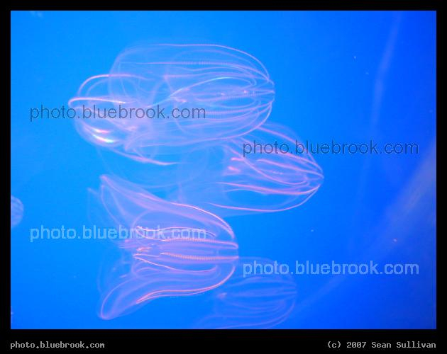 Sea Gooseberries - A delicate and translucent aquatic creature known as the Sea Gooseberry