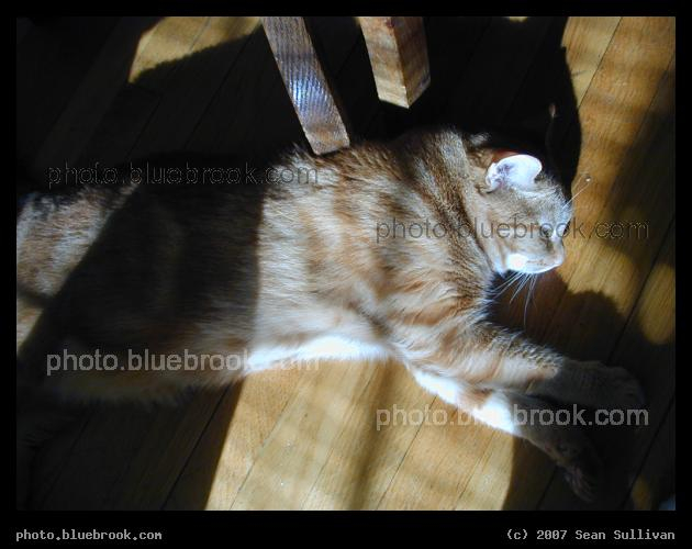 Antares in Light and Shadow - Antares stretched out on the floor, enjoying a sunbeam