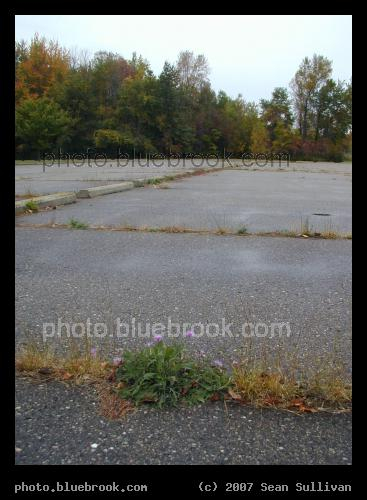 Nature Returns - An empty parking lot in a rural portion of eastern Michigan, with flowers growing through the pavement