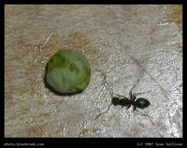 Discovering a New World - An ant, venturing into a kitchen, encounters a pea