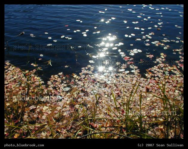 Sparkles on the Water - Leaves blown against the shoreline of a lake, with sunlight glittering on the water, in Amherst NH