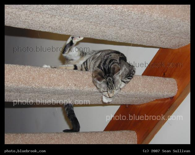 Open Stairs, with Cat - Bella perched on carpeted open stairs, keeping watch on what happens below