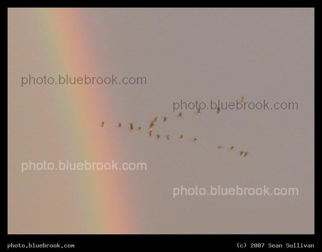 Rainbow Flock - A flock of birds flying across a rainbow, Newburyport MA