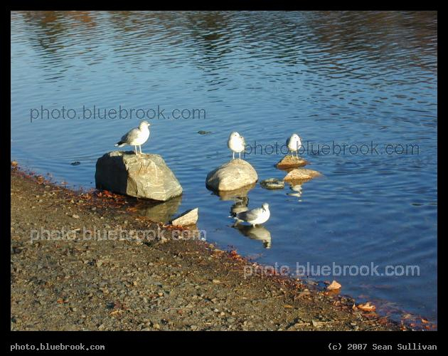 Seagulls on Stones - Three seagulls sit on a series of three stones, with a fourth seagull in the water