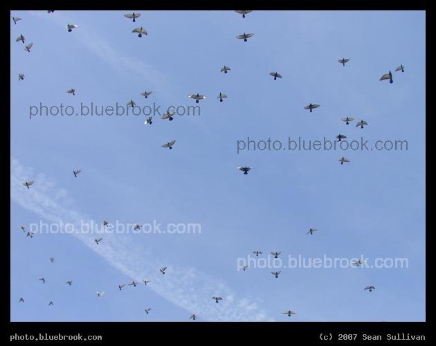 Sky Full of Birds - A flock of birds passing overhead, Fitchburg MA