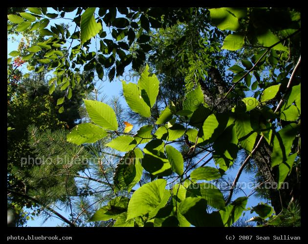 Shades of Green - Shades of green from various trees in western Massachusetts