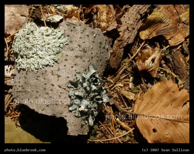 Forest Floor - A small piece of tree bark with lichen, on the ground