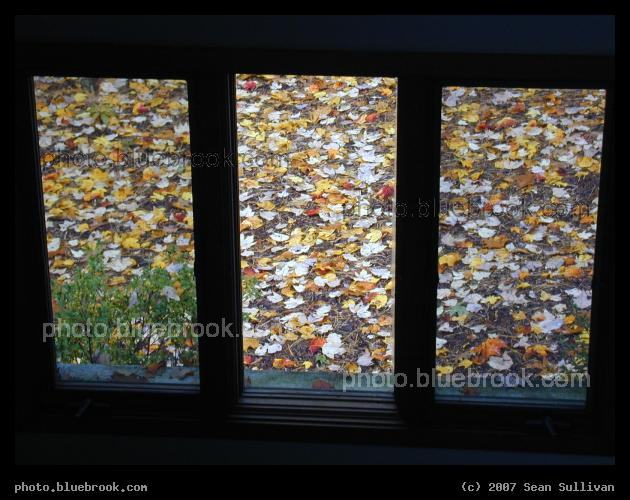 Looking Out at Fall - Looking out a window at the leaf-covered ground in New Hampshire
