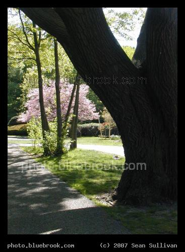 Big Tree, Pink Tree - A thick tree trunk in the foreground, and a pink flowering tree in the background, at Olmsted Park, Brookline MA