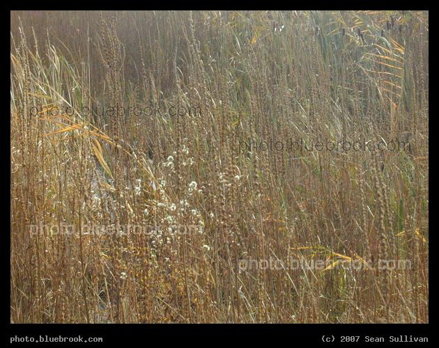 Newburyport Grasses - A field of wild grasses in Newburyport MA