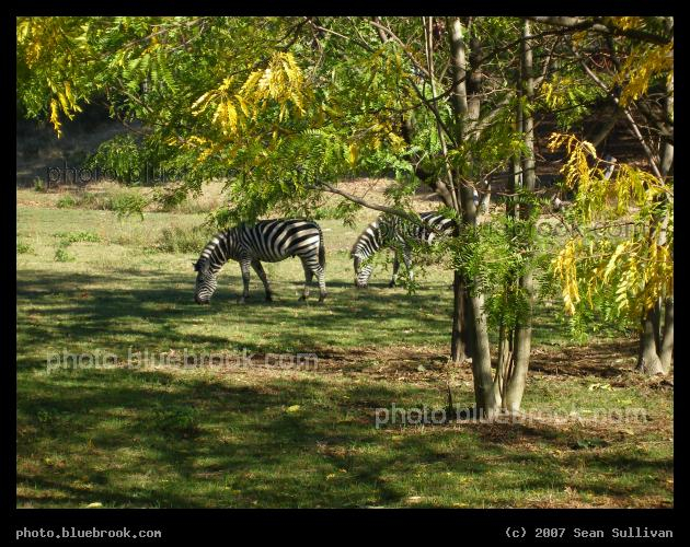Field, with Zebras - Two grazing zebras at the Franklin Park Zoo, Boston MA