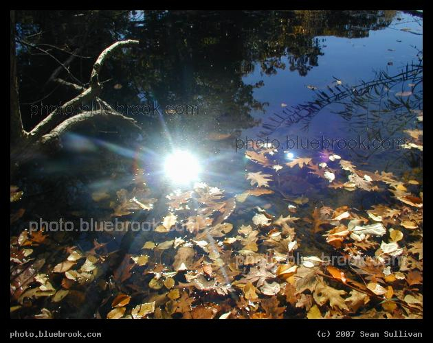 Fall in Reflection - Floating leaves, with a reflected image of the sun and trees, in the Muddy River, Brookline MA
