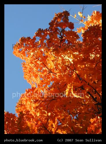 Orange and Blue - Orange leaves against a blue sky, near the Beaver Brook Reservation in Waltham, MA