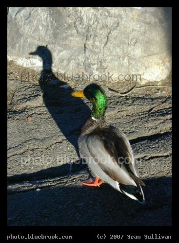Shadow of the Duck - A duck near Hammond Pond, Newton MA.