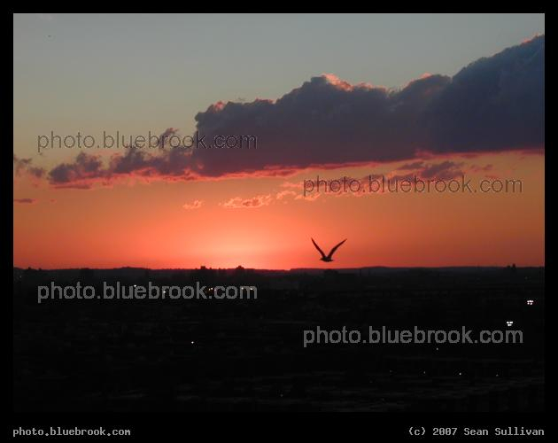 Tobin Sunset - A bird flying at sunset near the Mystic River, as seen from the Tobin Bridge