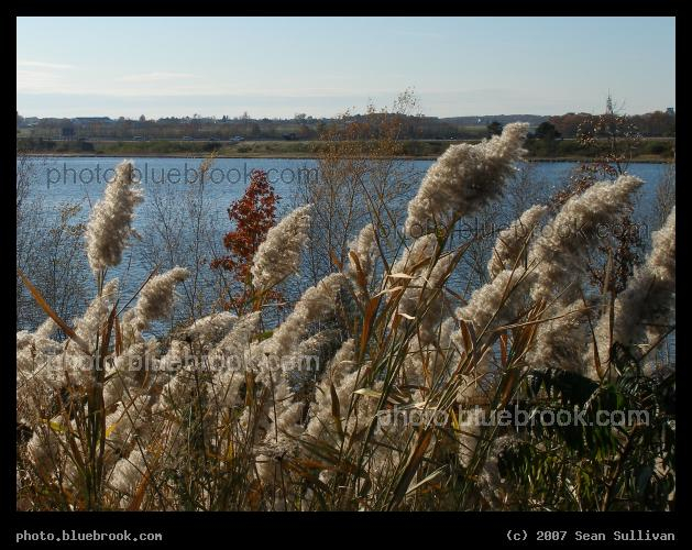 Fluffy Plants - Plants near the shoreline of the Fore River in Portland, ME
