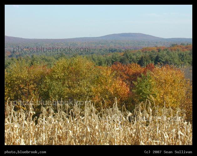 Visual Potpourri - Dry corn stalks, autumn trees and hills, Hubbardston MA
