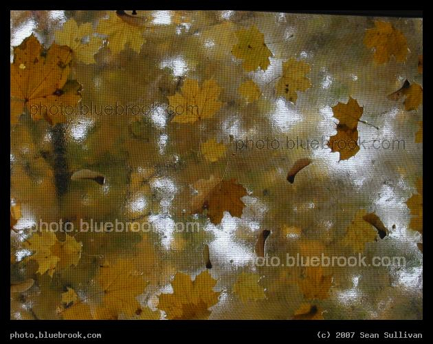 Autumn Skylight - Autumn leaves on a skylight, Brookline MA