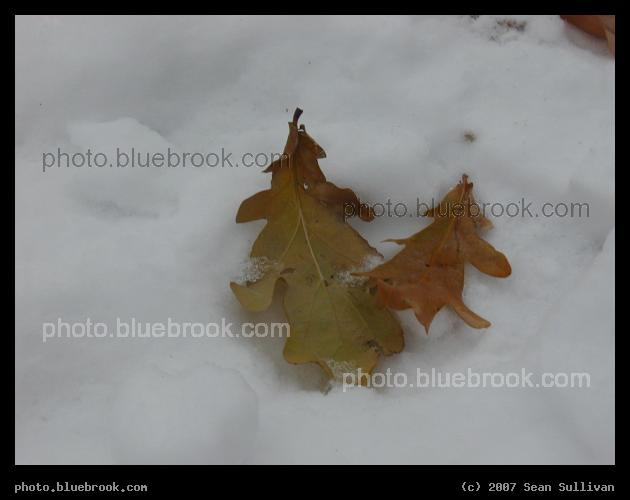 Leaves in Snow - 