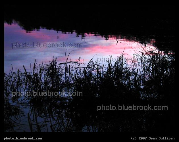 Purple Dreams - Evening grasses on a lakeshore, with reflections of purple clouds, Amherst NH