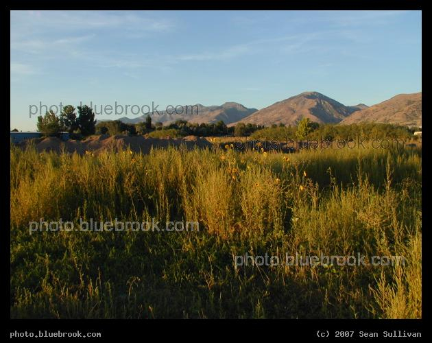 Utah Landscape - A field with sunflowers in Logan UT, with the western edge of the Rocky Mountains in the distance