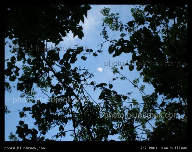 Texas Sky - The Moon, amidst a maze of overhead vines near Marshall Creek Park, Trophy Club TX