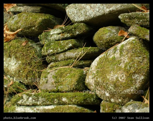 Rocks and Whiskers - A stone wall, with moss and pine needles, in western Massachusetts