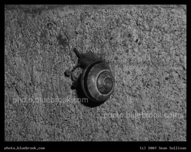 Snail - A snail at night on a retaining wall, Brookline MA