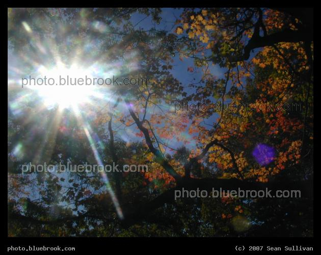Autumn Sun - The midday sun over autumn leaves, Brookline MA