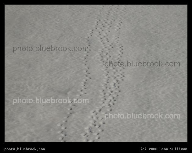 Snow Tracks - Footprints across a snow-covered field, Lawrence MA