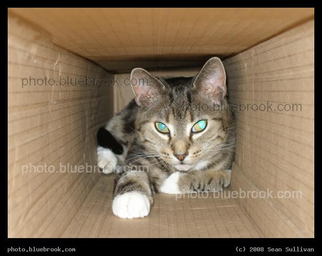 Peeking In at the Cat - Bella in the back of a long box