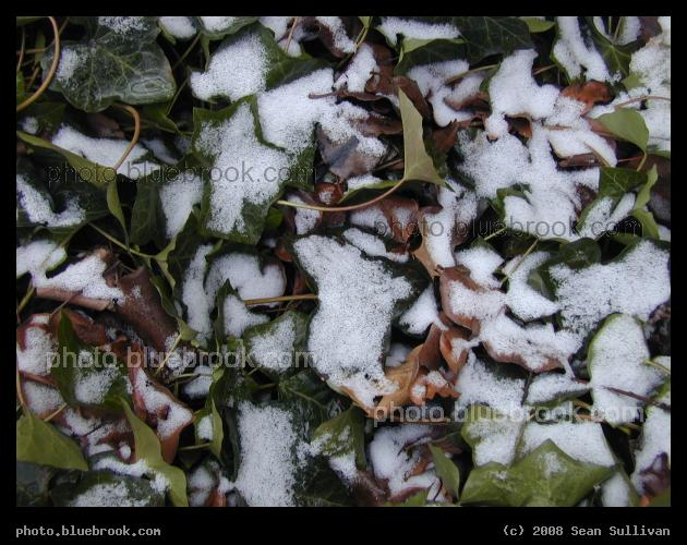 Ivy in Winter - Snow covered ivy leaves