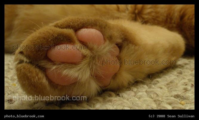 Cats Paw - A close-up of Antares
