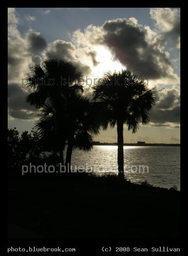 Indian River Palms - Palm trees along the Indian River from the Melbourne Causeway, Melbourne FL