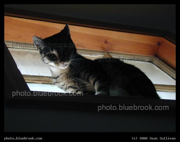 Feline Perch - Bella looking down from a high window