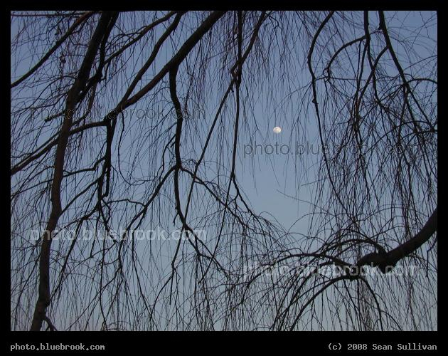 Willow and Moon - The moon sits amidst the draping branches of a tree along the Charles River, Cambridge MA