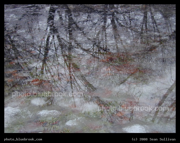 Longwood Reflection - Reflections of trees on icy ground, Longwood Mall park, Brookline MA