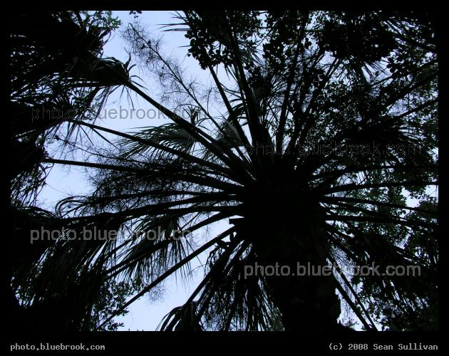Radial Palm - Silhouette of a palm tree in the Coconut Grove district of Miami, FL
