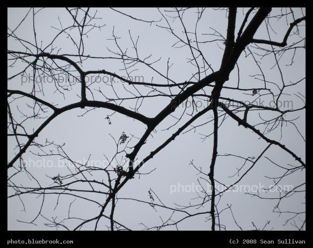 Arboreal Map - Silhouette of branches in winter near Wards Pond, Jamaica Plain MA