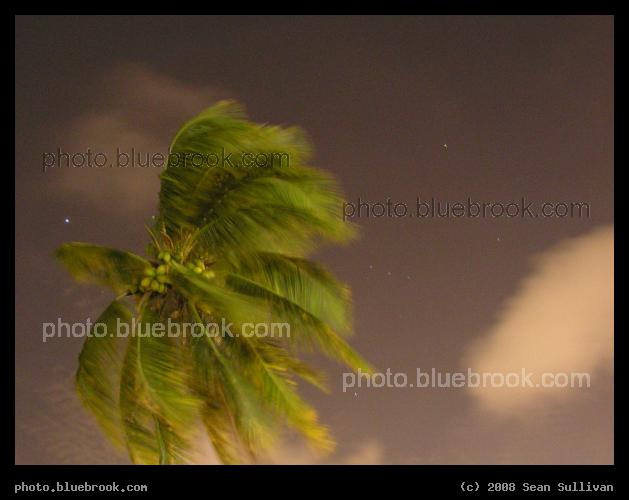 Windblown Palm - A palm tree on a windy night, with the bright star Sirius and constellation Orion in the background, Miami FL