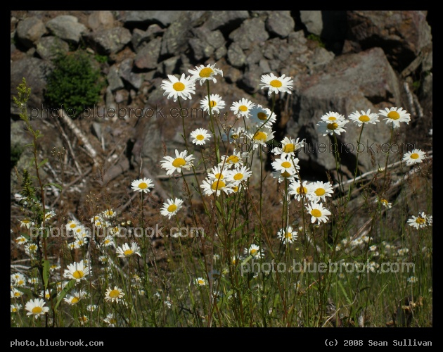 Daisies and Rocks - Daisies growing on a slope at the Soudan Underground Mine State Park, Soudan MN