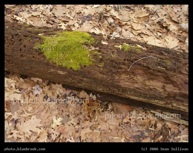 Cycles of Life - Moss growing on a fallen log in Olmsted Park, Brookline MA