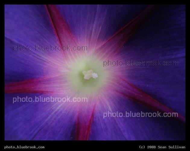 Purple Star - A morning glory flower in Somerville, MA