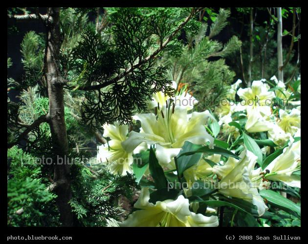 Evergreen and Lillies - Scenic environment at the 2008 <a href=