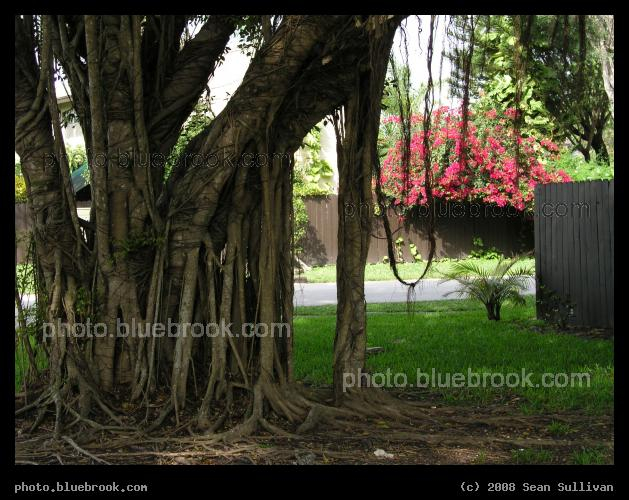 Miami Banyan - A banyan tree in a residential neighborhood, Miami FL
